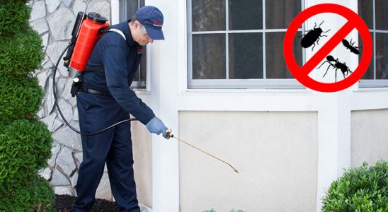 Sinanpaşa Bit İlaçlama böcek ilaçlama ve haşere kontrolü — ilaclama-tr.com